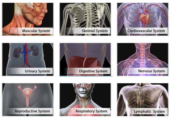 chrome human anatomy extensions-3