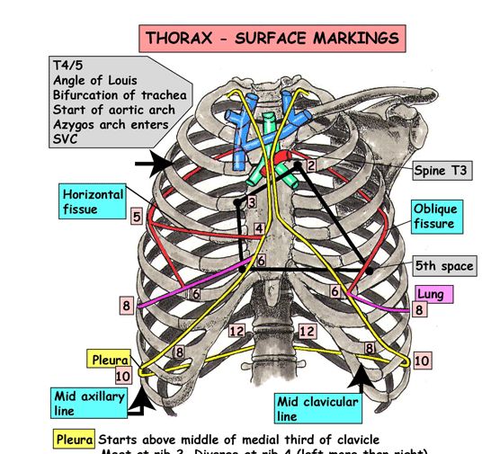 chrome human anatomy extensions-4