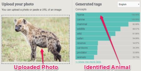 Identify Animals from Photos with These 5 Free Animal Identifier Online